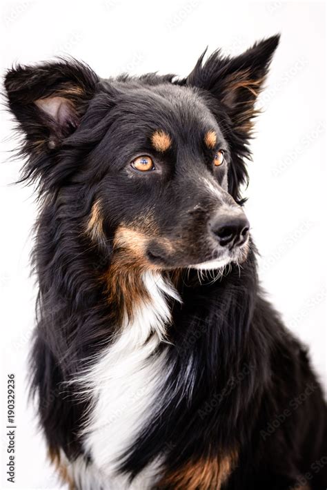 tan australian shepherd.